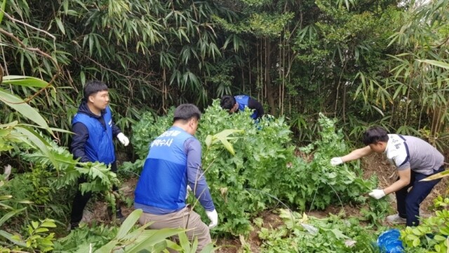도서지역 양귀비 밀작 현장(1).jpg
